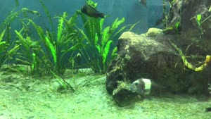 Thumbnail - Delia Prezioso - Aquarium